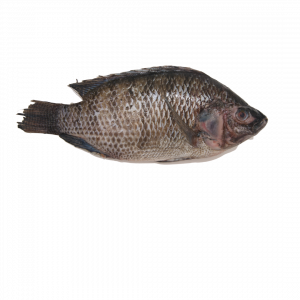 Tilapia V/E chn 500/800g