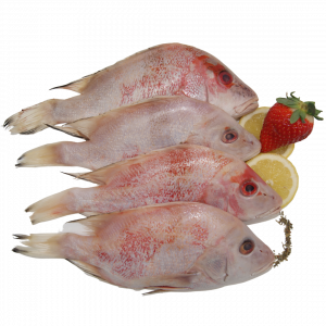 Vivaneau V/E guyane 300/500g