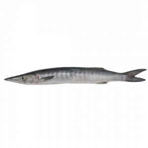 Barracuda W/R iwp 600/1000g A/T