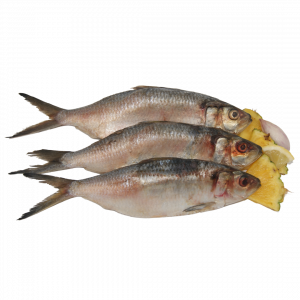 Sardinella EBA