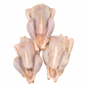 Poules Blanches